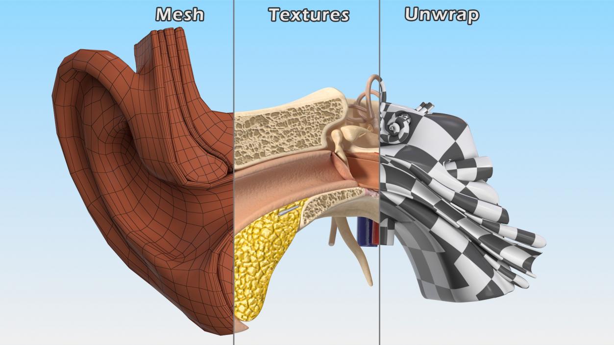 Human Ear Anatomy Structure 3D