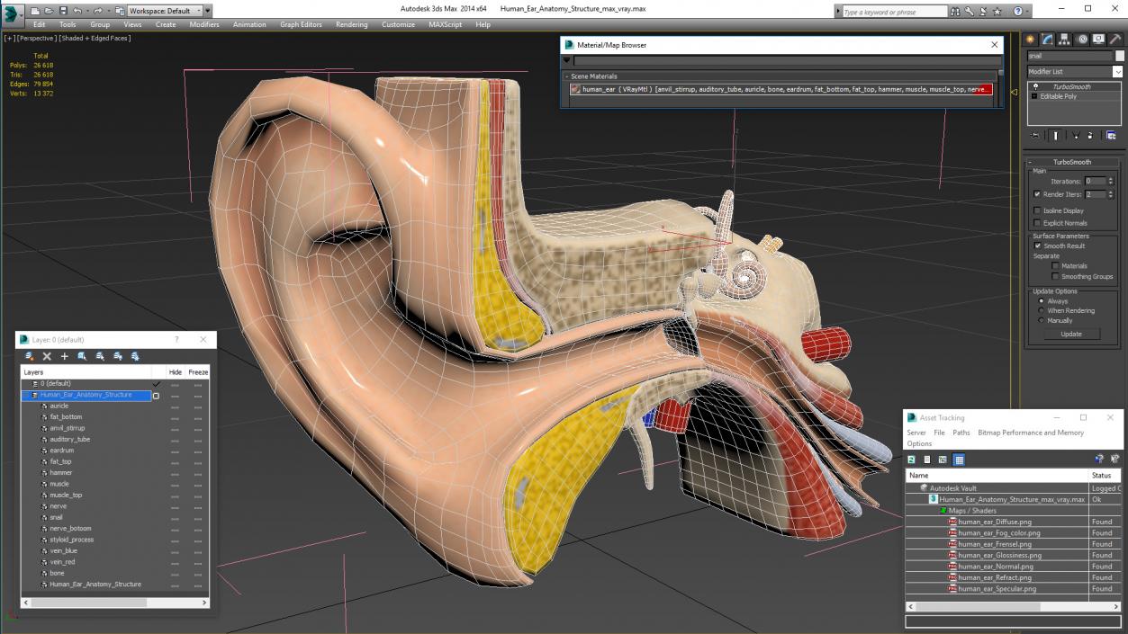 Human Ear Anatomy Structure 3D