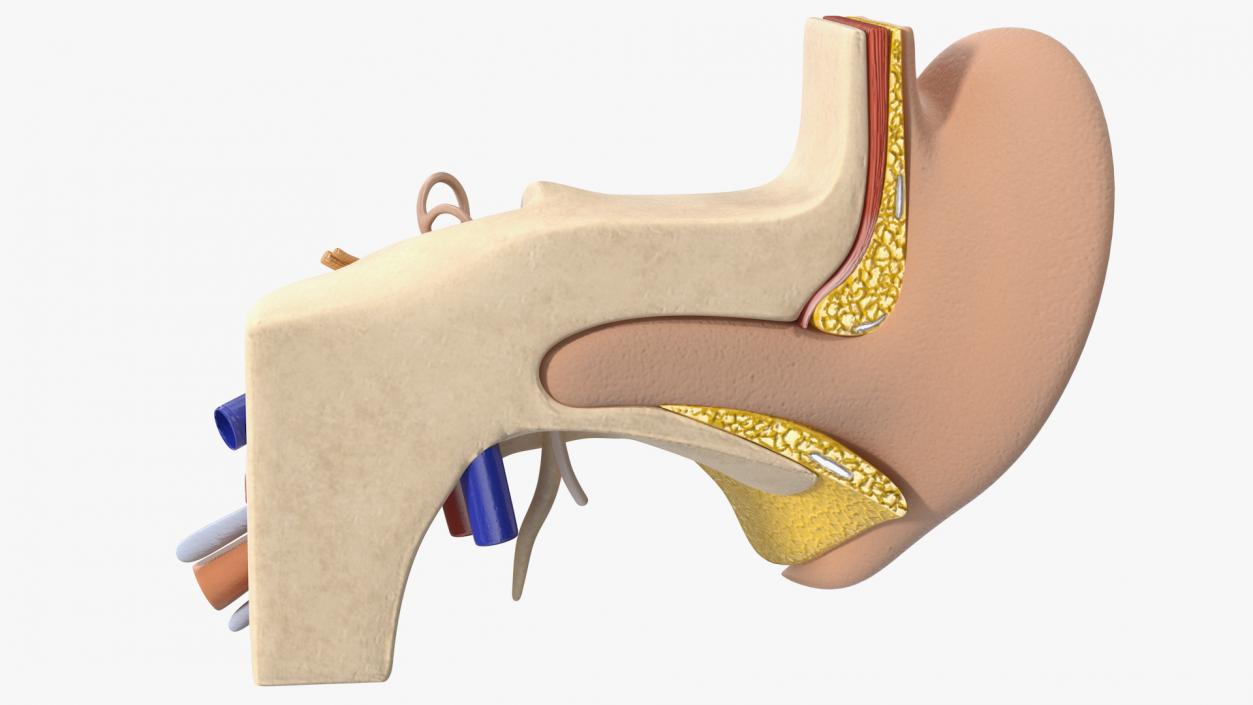 Human Ear Anatomy Structure 3D