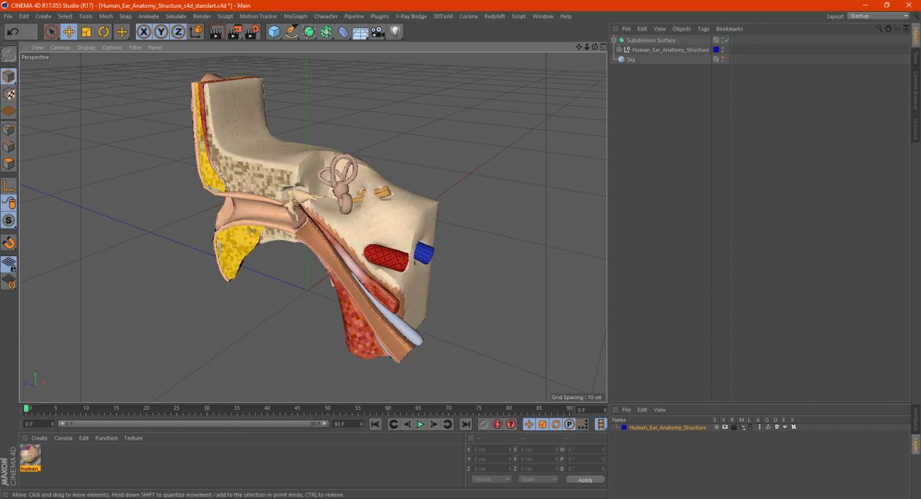 Human Ear Anatomy Structure 3D