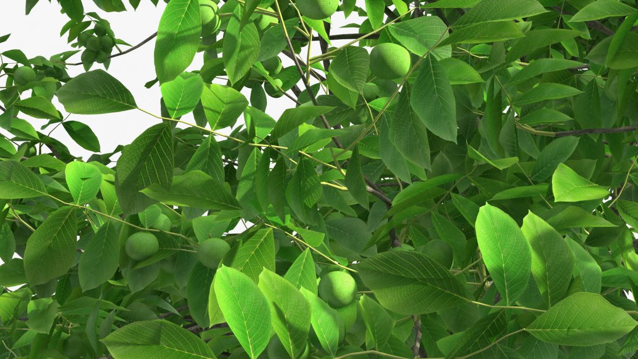 Walnut Tree with Green Nuts 3D