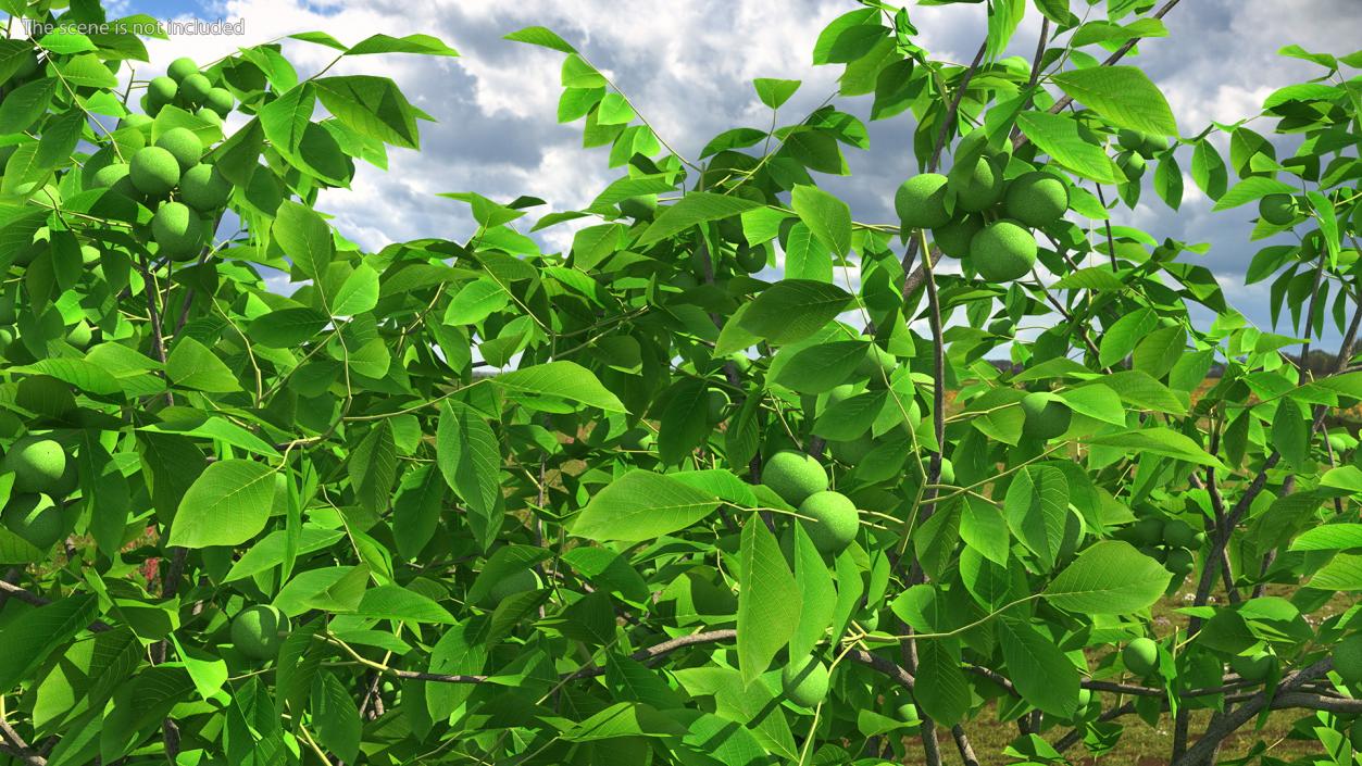 Walnut Tree with Green Nuts 3D