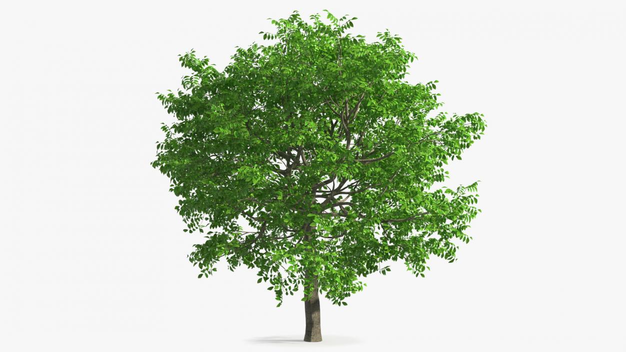 Walnut Tree with Green Nuts 3D