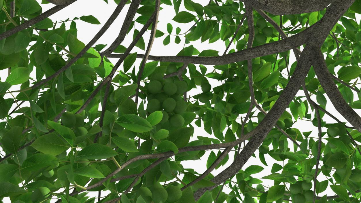 Walnut Tree with Green Nuts 3D