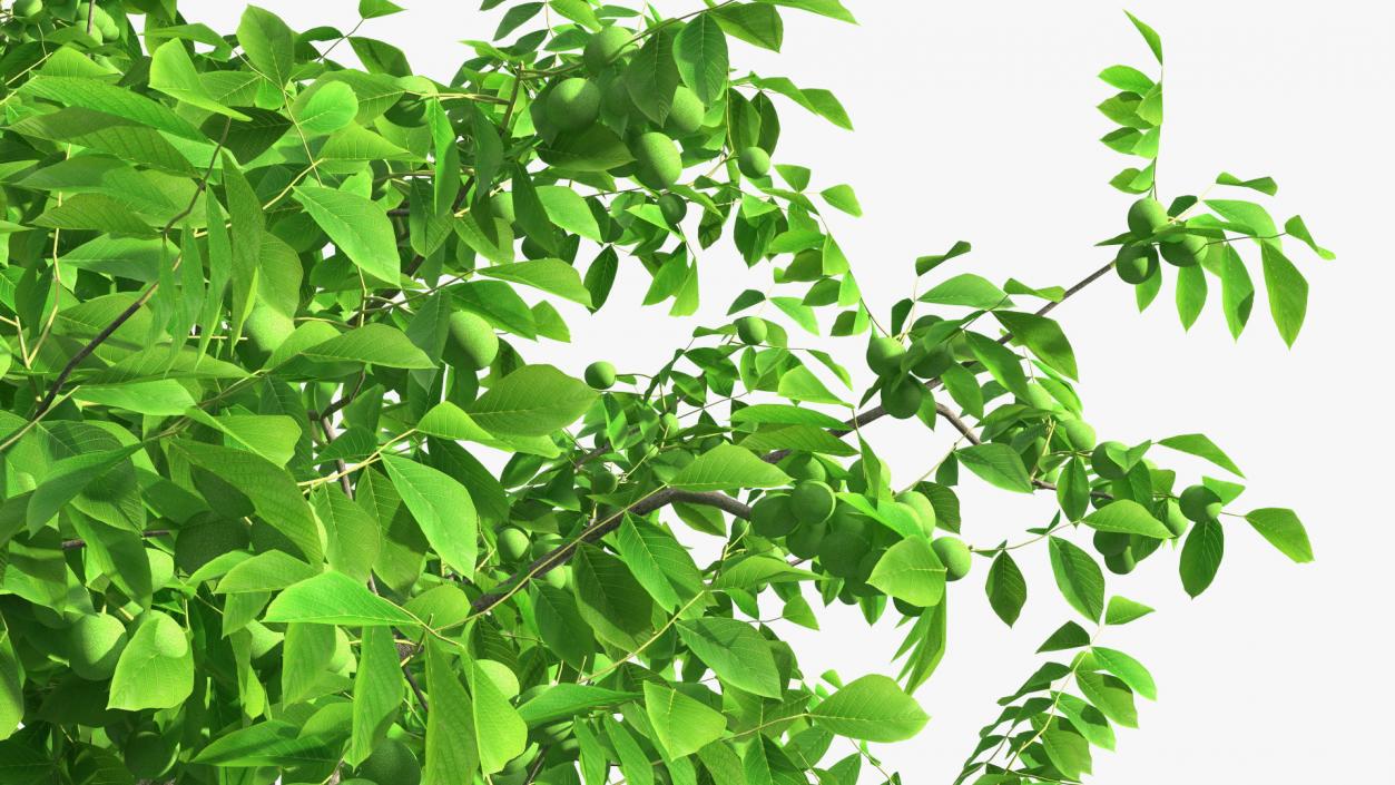 Walnut Tree with Green Nuts 3D