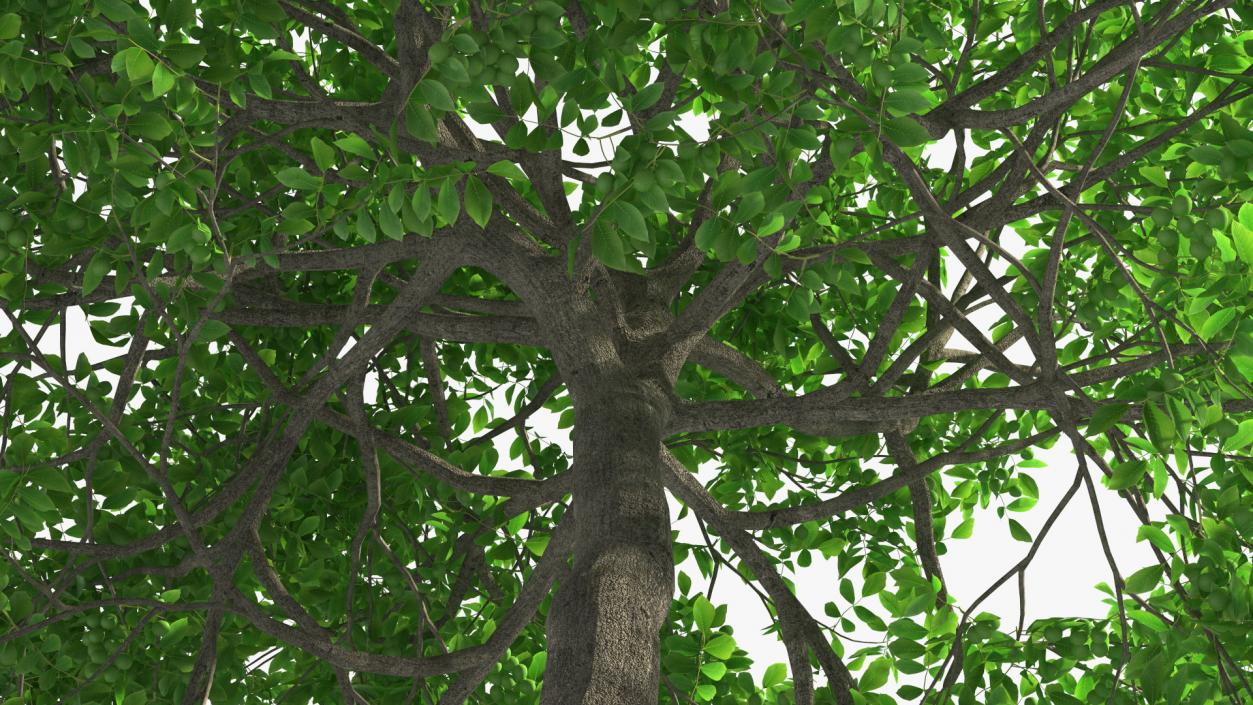 Walnut Tree with Green Nuts 3D