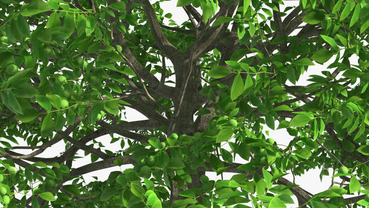 Walnut Tree with Green Nuts 3D