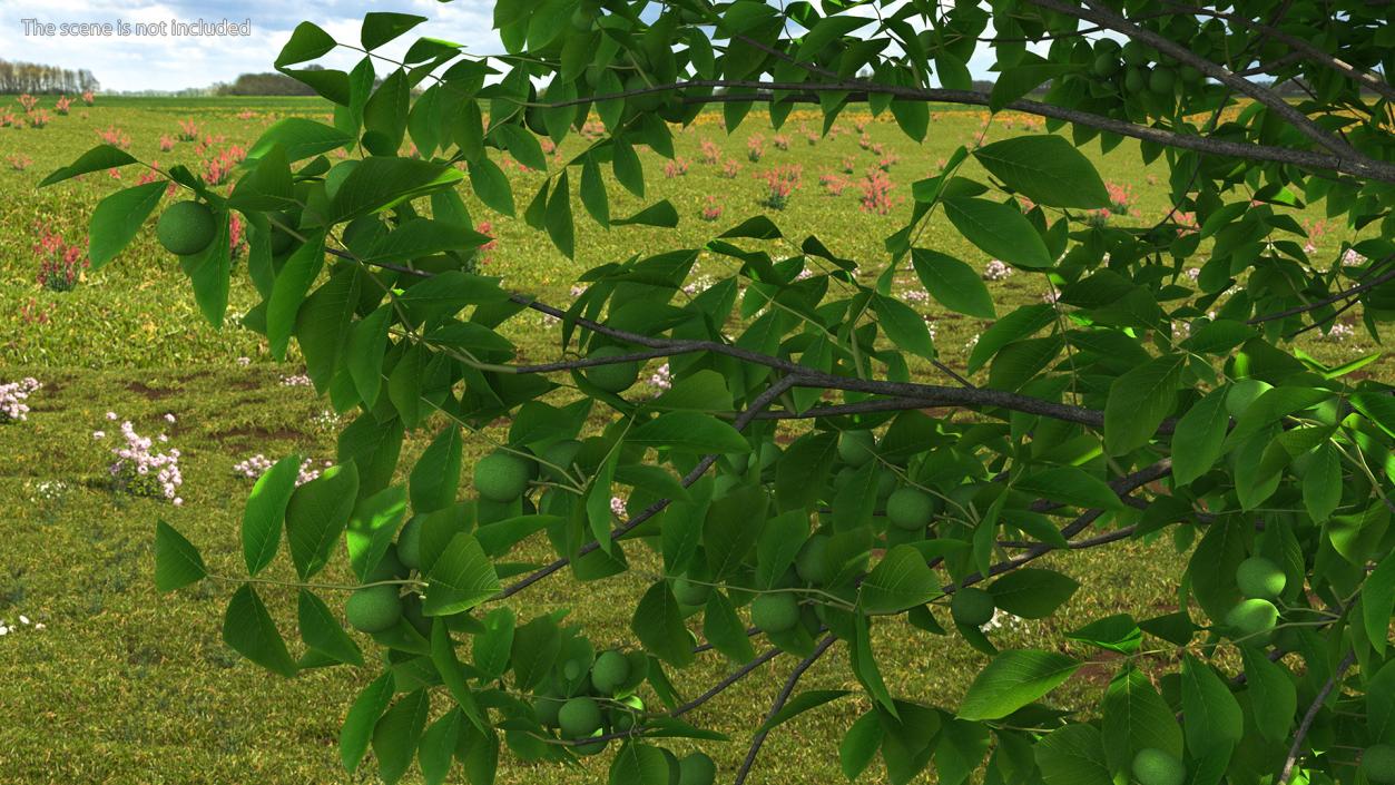 Walnut Tree with Green Nuts 3D