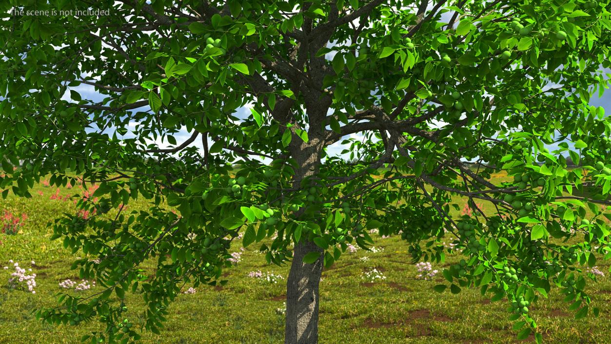 Walnut Tree with Green Nuts 3D