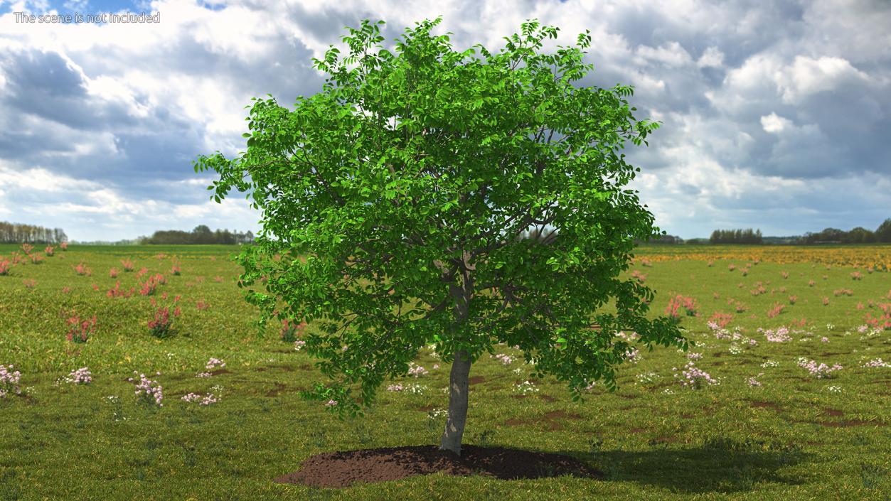 Walnut Tree with Green Nuts 3D