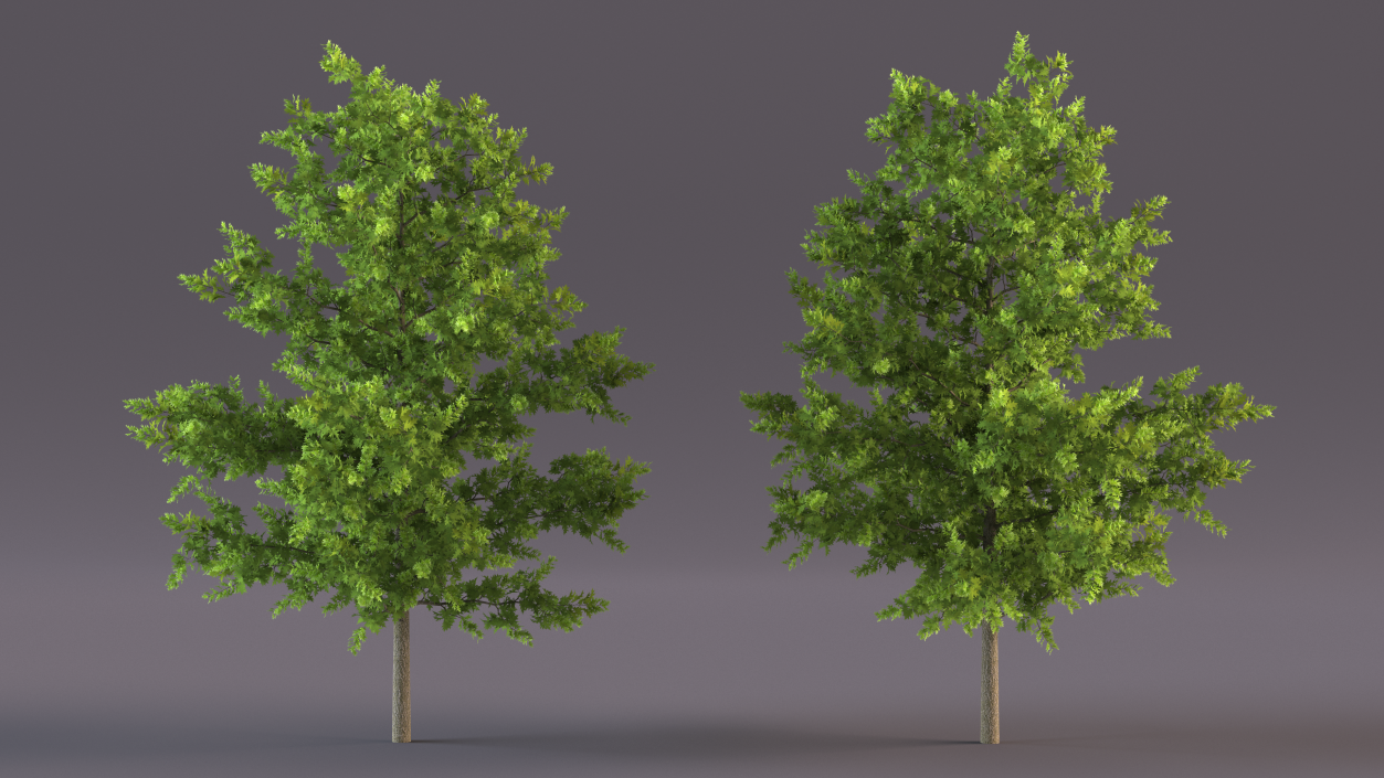 3D model Oak Tree