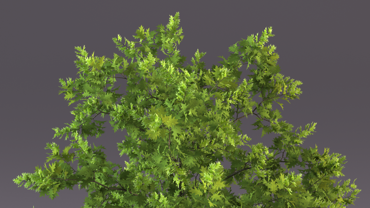 3D model Oak Tree