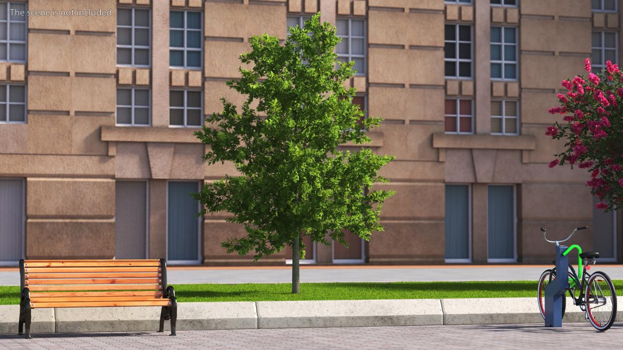 3D model Oak Tree