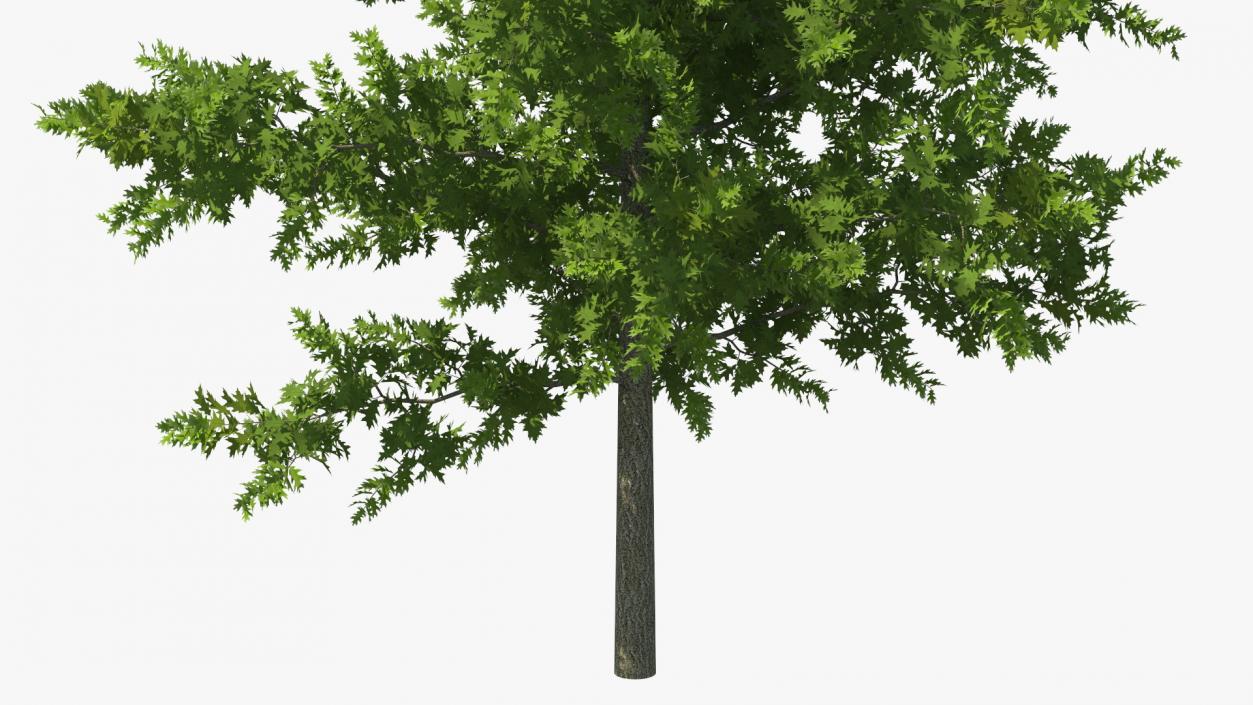 3D model Oak Tree