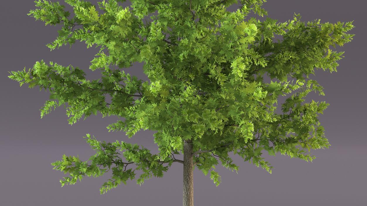 3D model Oak Tree