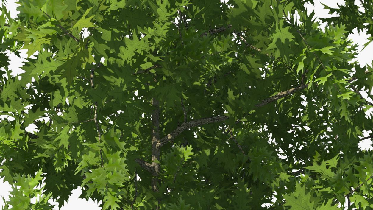 3D model Oak Tree