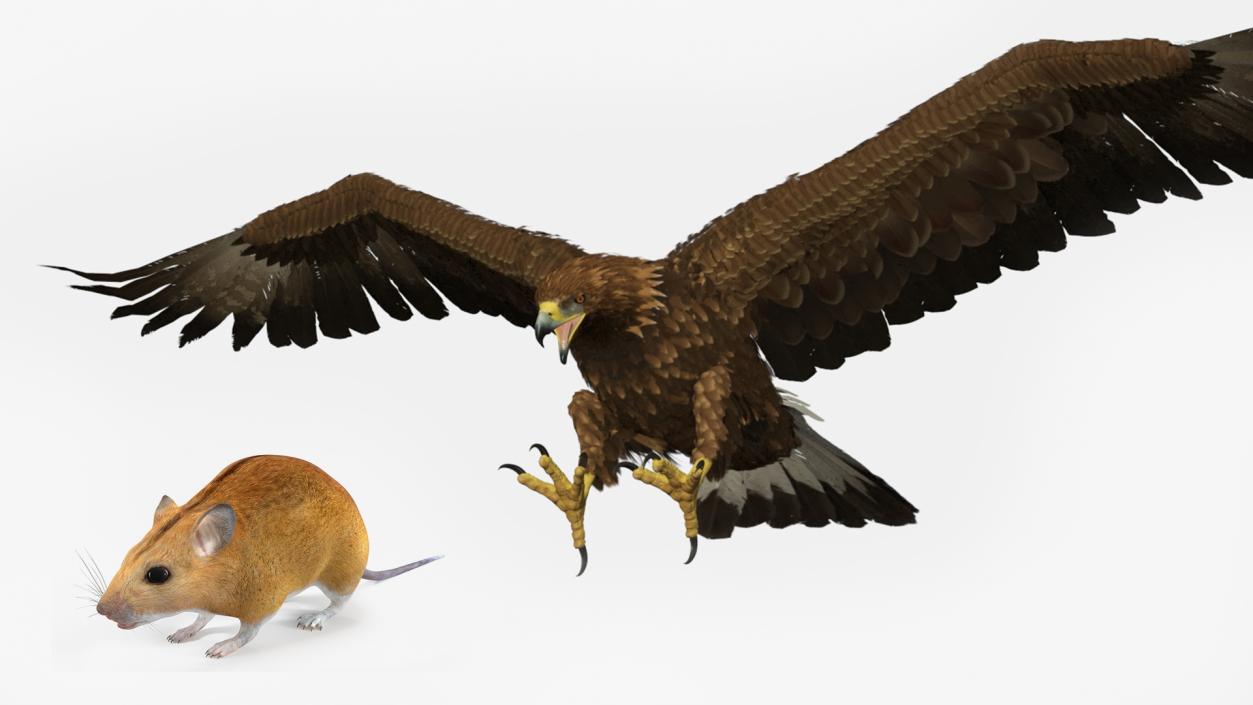 Golden Eagle Attacking Mouse Collection 3D model