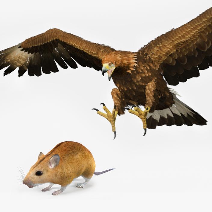 Golden Eagle Attacking Mouse Collection 3D model