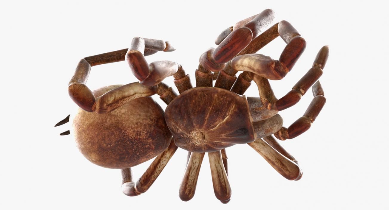 Goliath Birdeater Dead Pose 3D