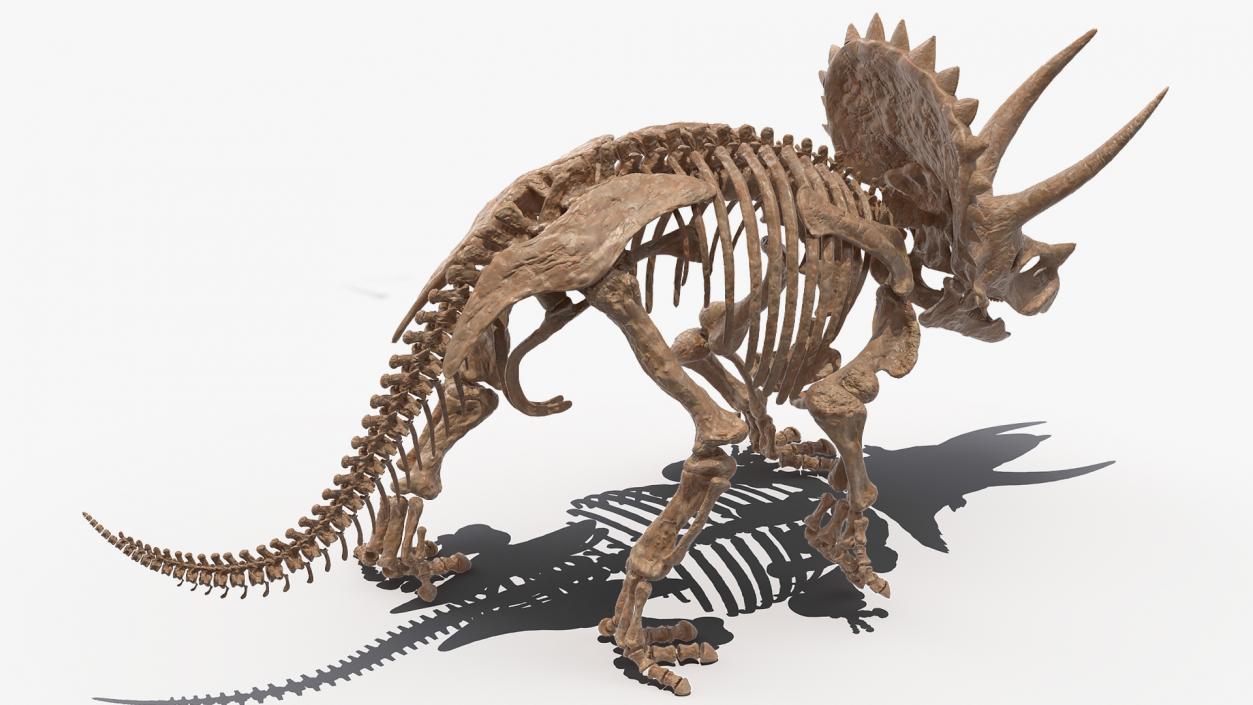 3D Triceratops Fossil Walking Pose