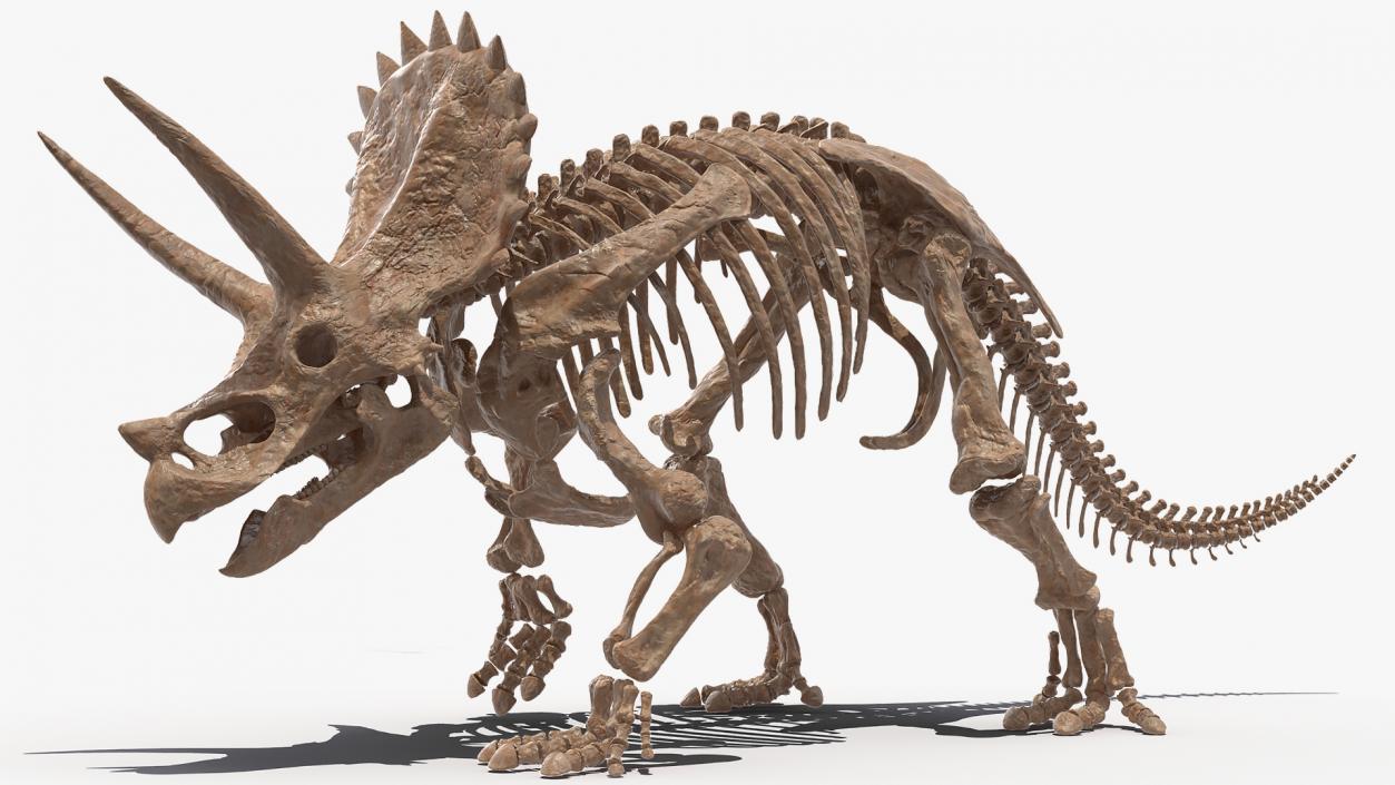 3D Triceratops Fossil Walking Pose