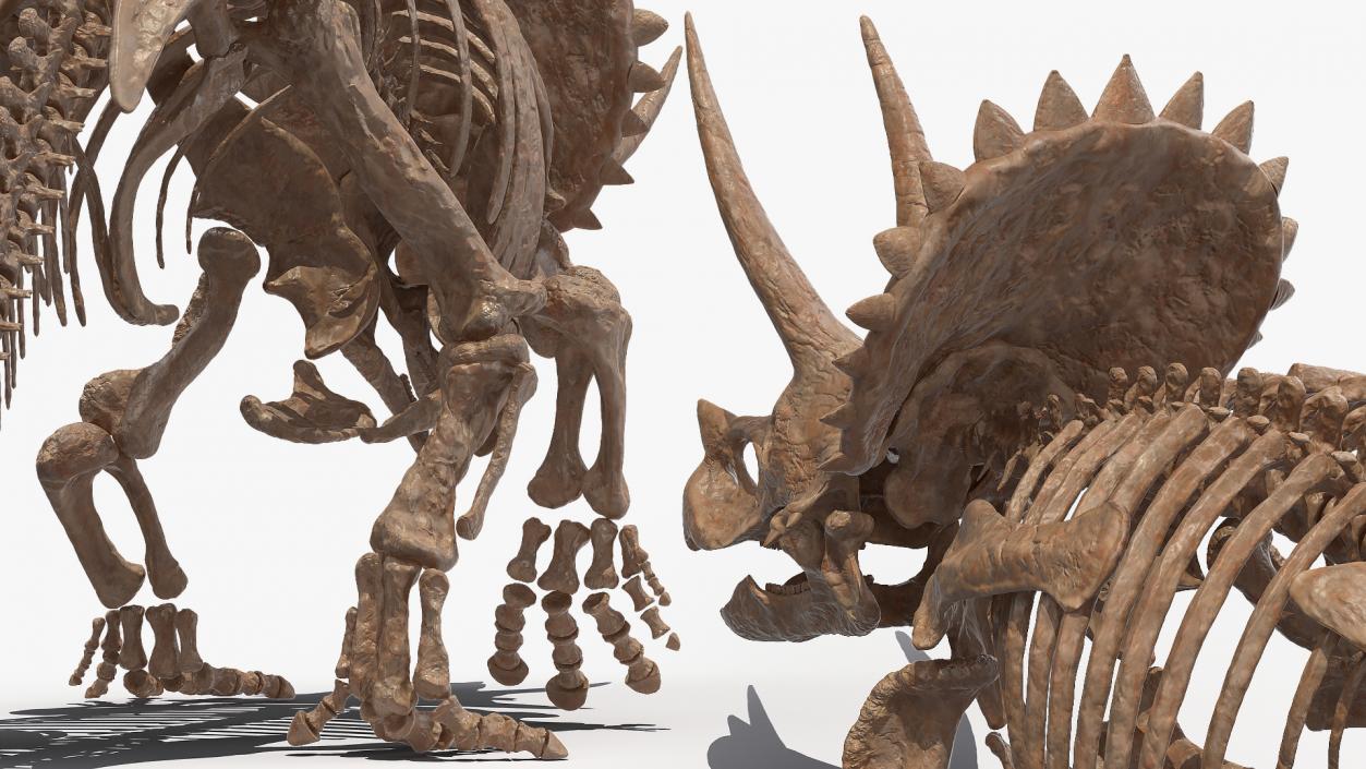 3D Triceratops Fossil Walking Pose