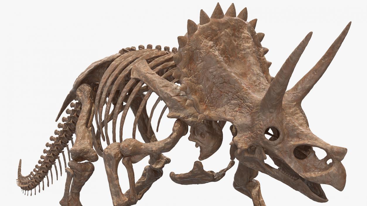 3D Triceratops Fossil Walking Pose