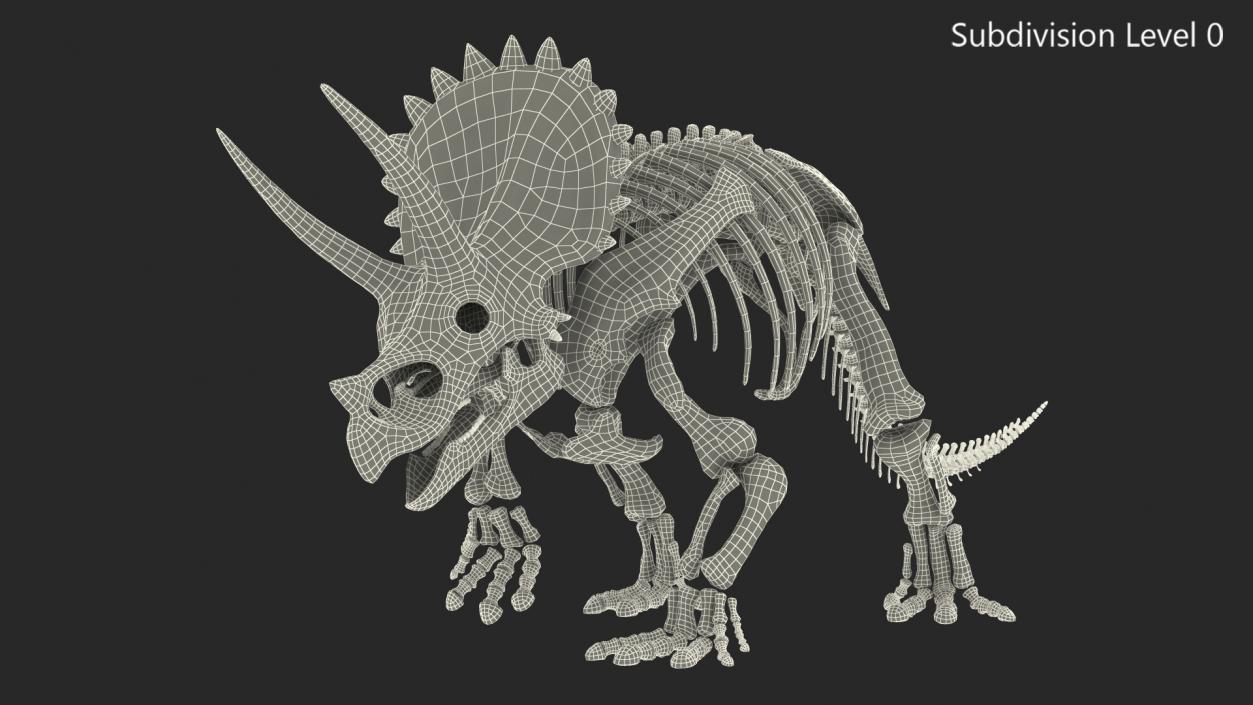 3D Triceratops Fossil Walking Pose