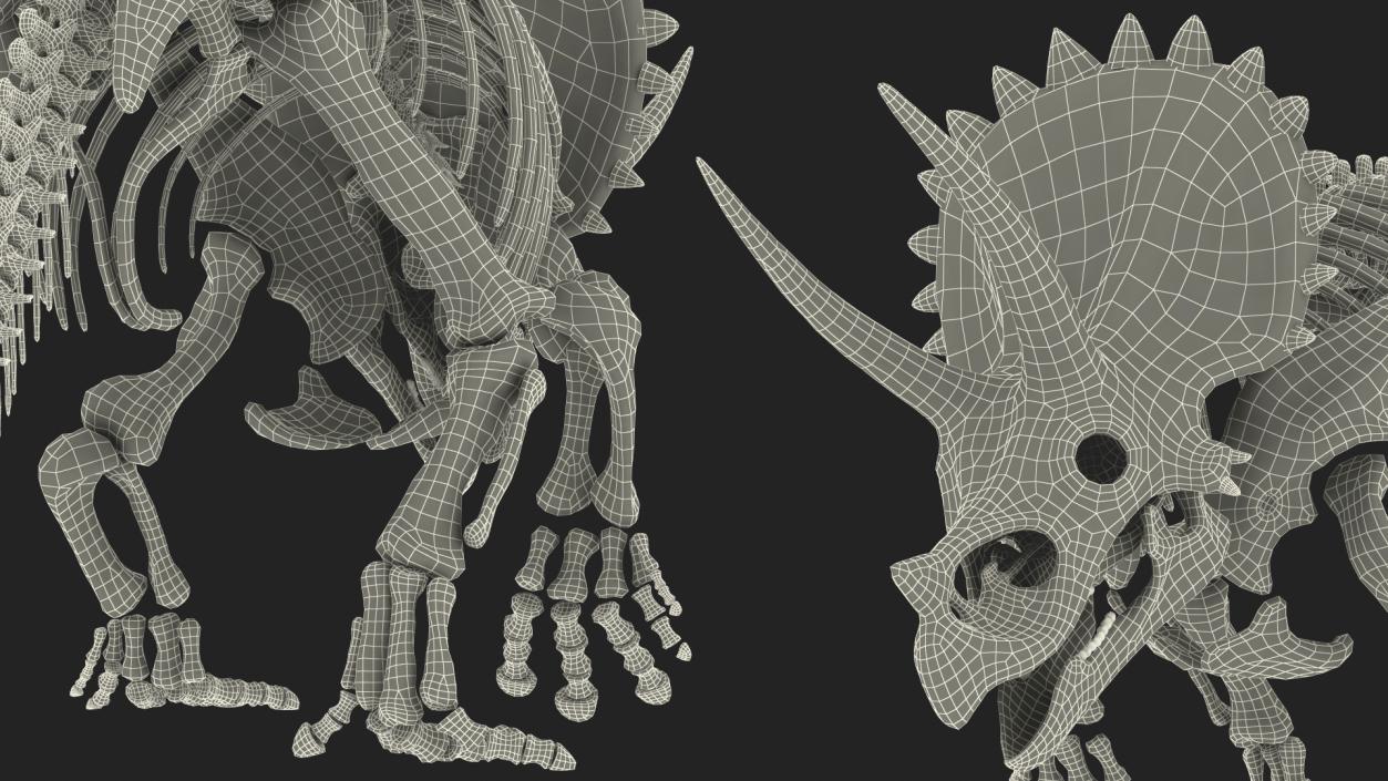 3D Triceratops Fossil Walking Pose