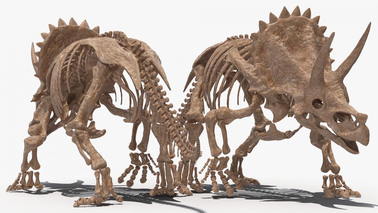 3D Triceratops Fossil Walking Pose