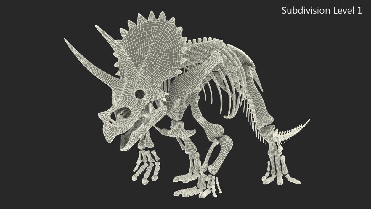 3D Triceratops Fossil Walking Pose