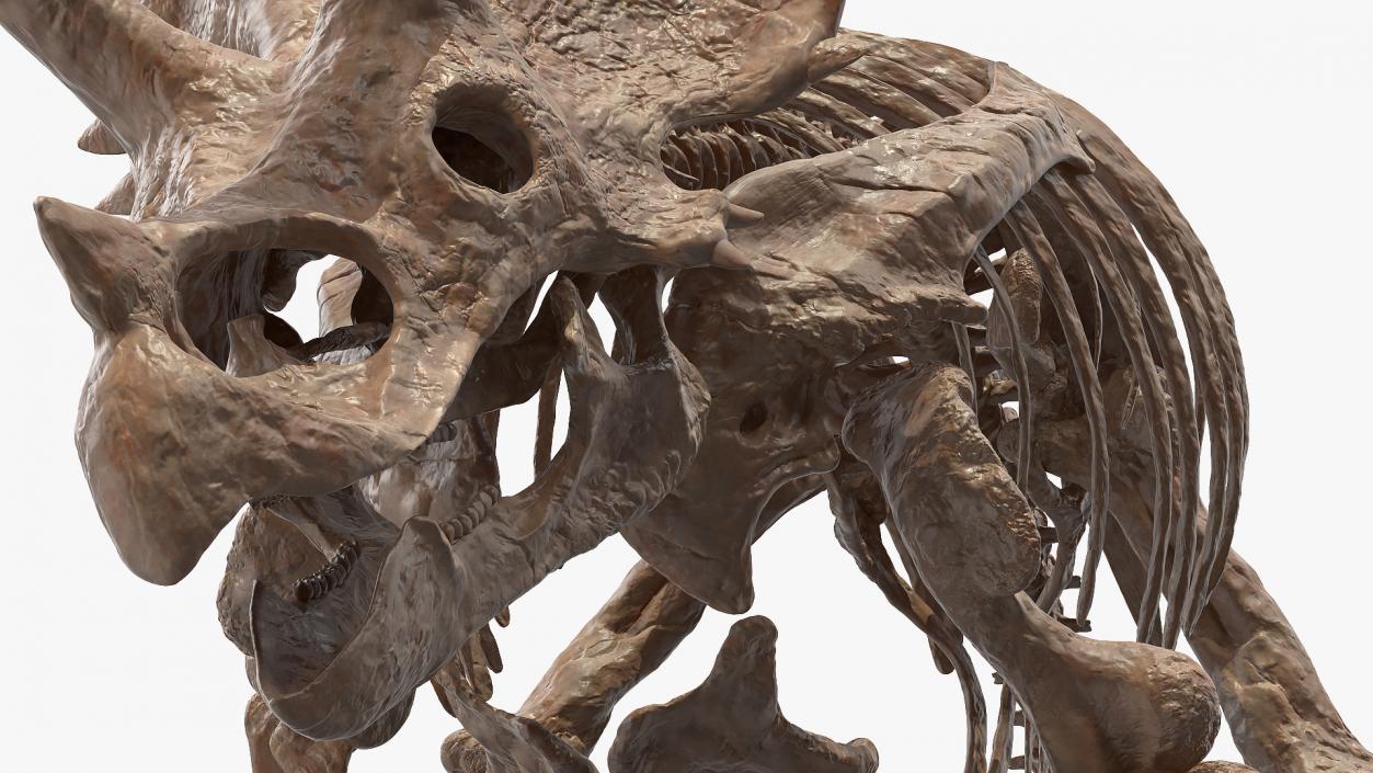 3D Triceratops Fossil Walking Pose