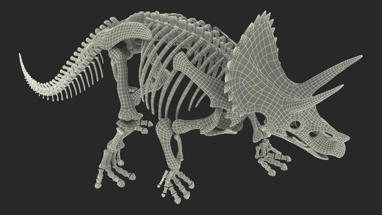 3D Triceratops Fossil Walking Pose