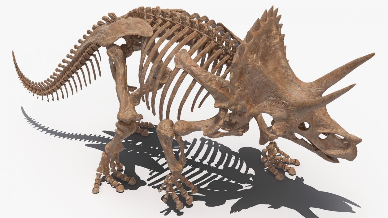 3D Triceratops Fossil Walking Pose