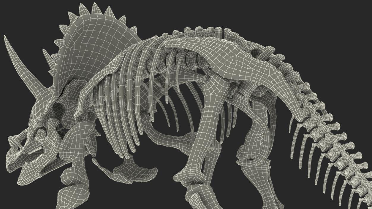 3D Triceratops Fossil Walking Pose