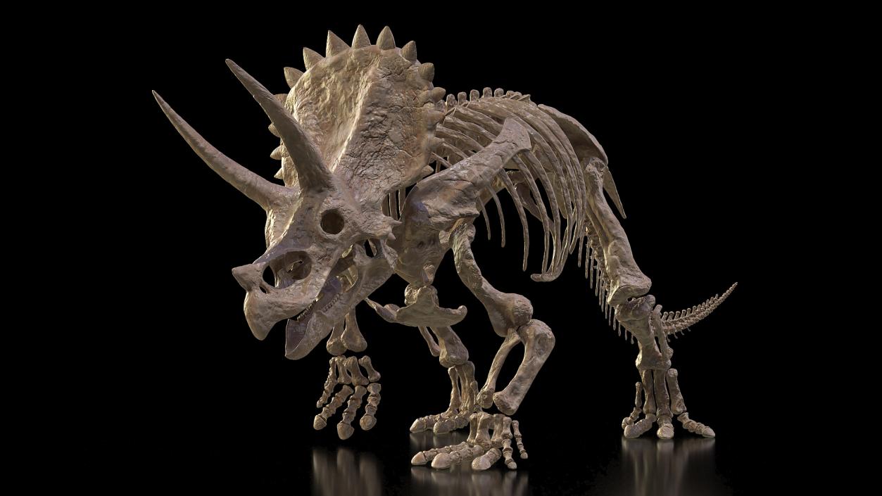 3D Triceratops Fossil Walking Pose