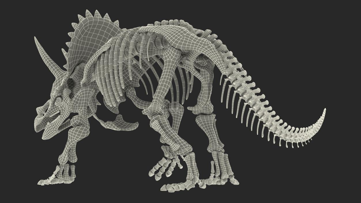 3D Triceratops Fossil Walking Pose