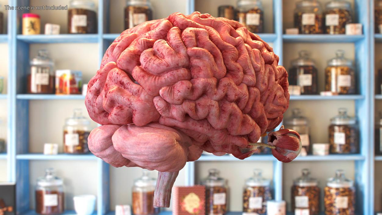 3D model Female Anatomy Brain