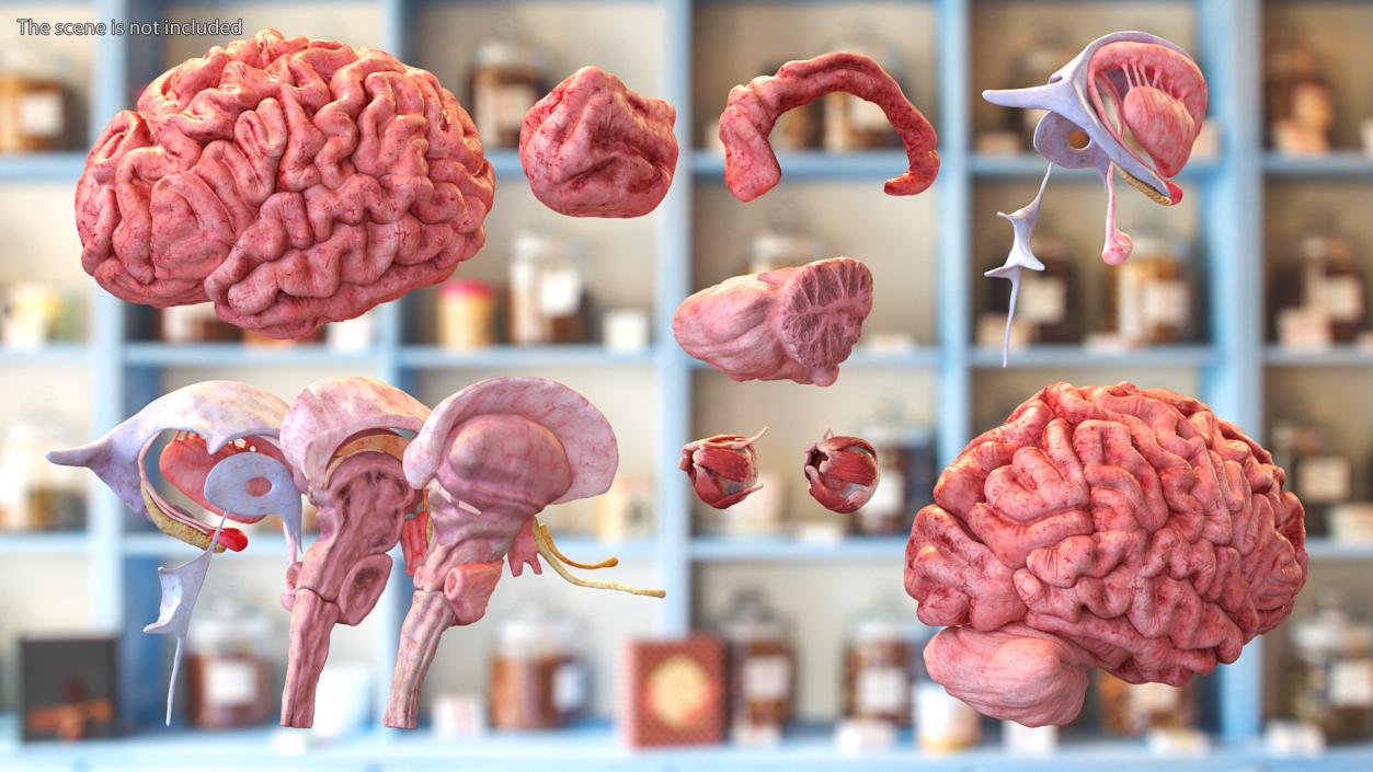 3D model Female Anatomy Brain