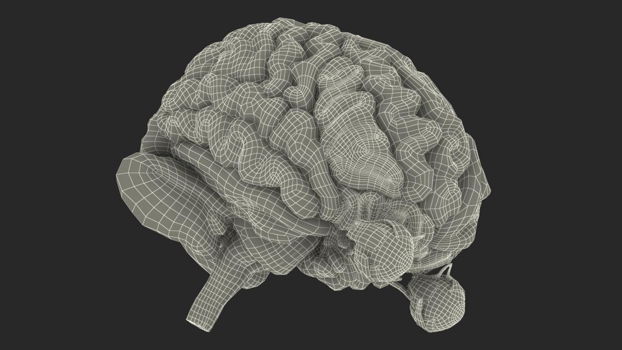 3D model Female Anatomy Brain