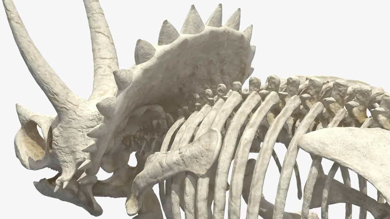 3D Triceratops Horridus Skeleton Rigged