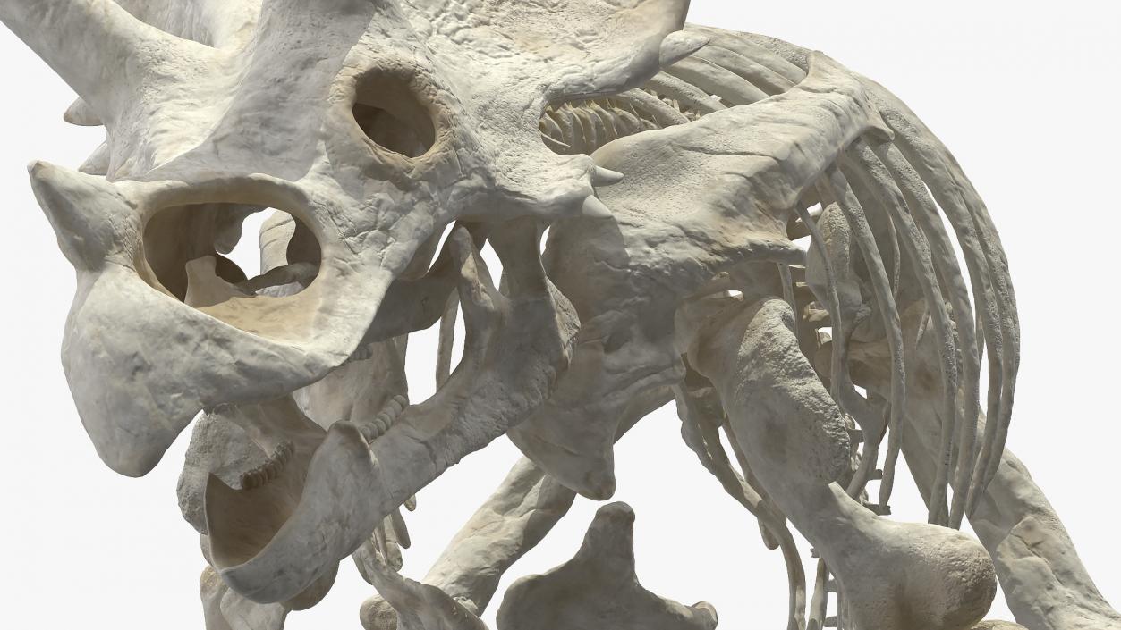 3D Triceratops Horridus Skeleton Rigged