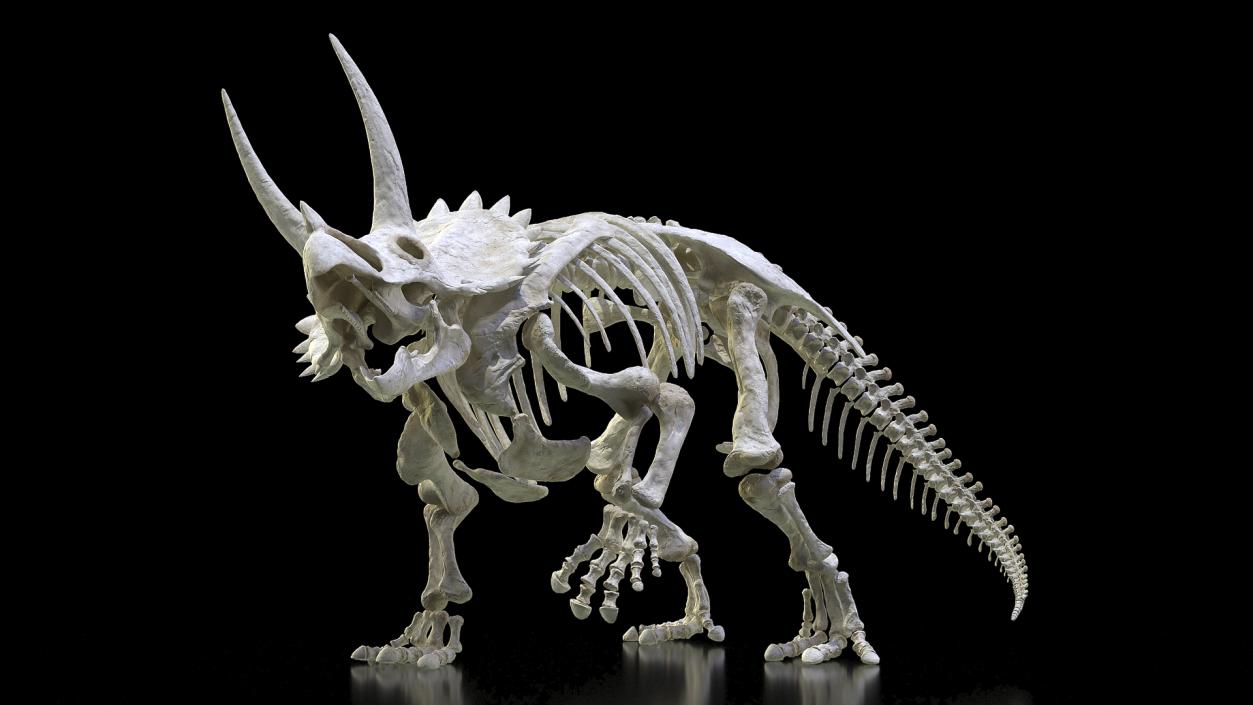 3D Triceratops Horridus Skeleton Rigged