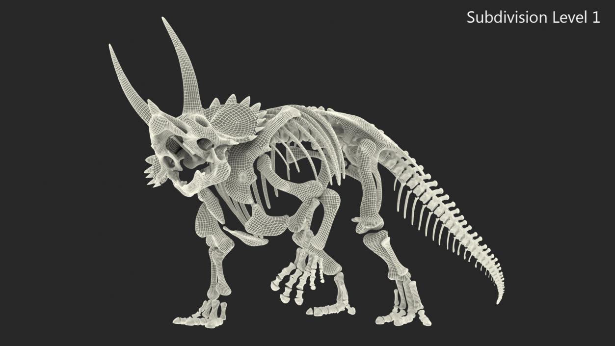 3D Triceratops Horridus Skeleton Rigged