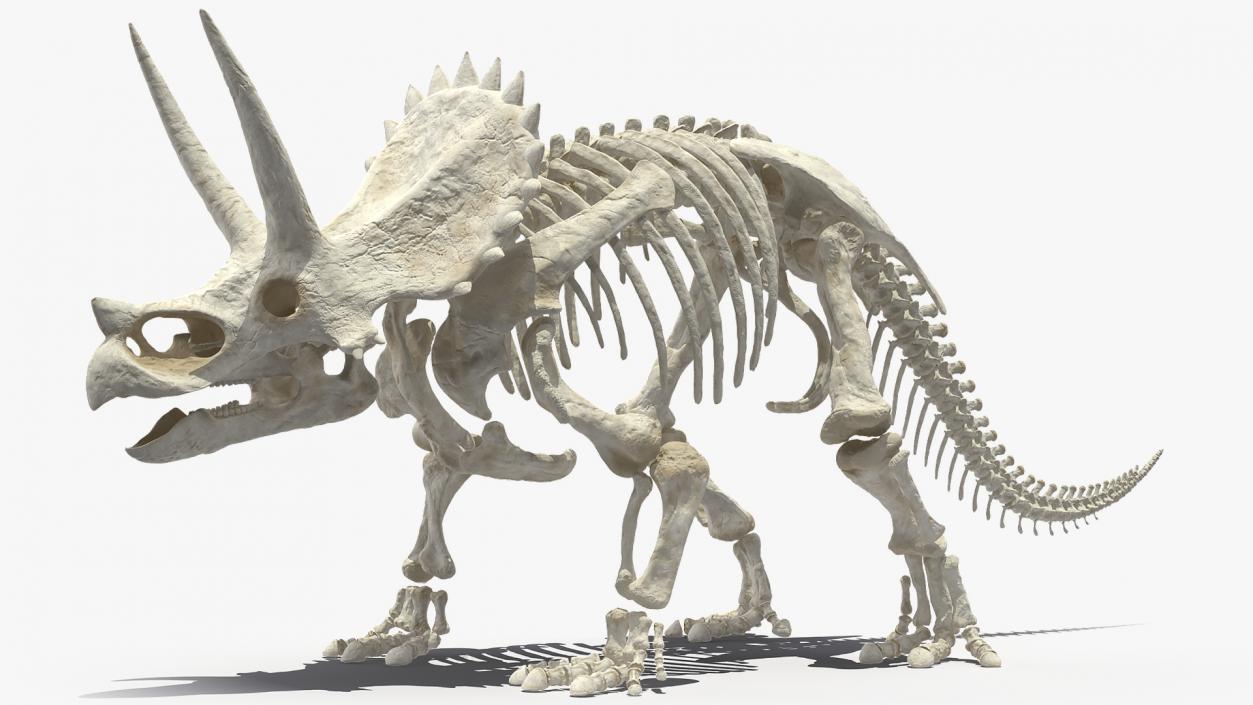 3D Triceratops Horridus Skeleton Rigged