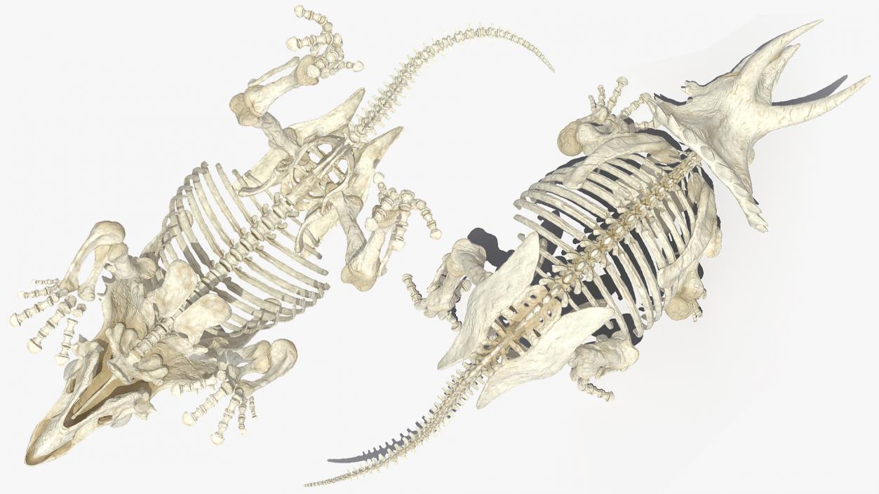 3D Triceratops Horridus Skeleton Rigged