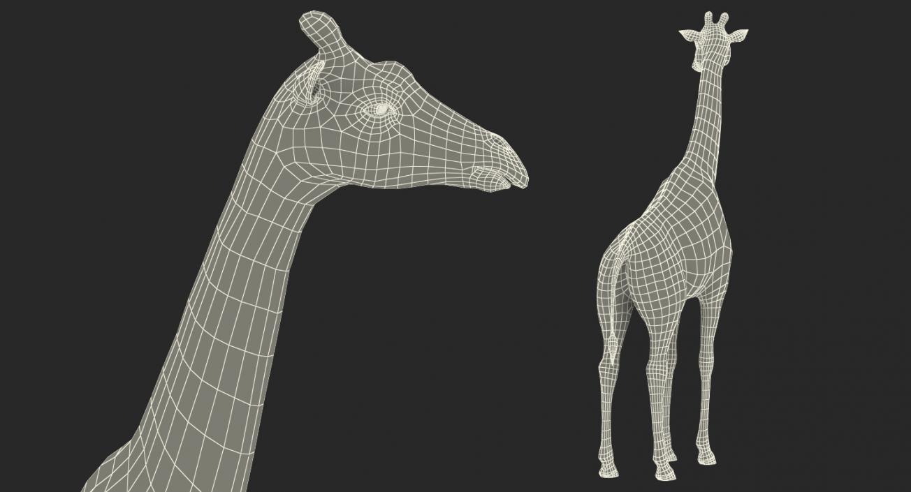 African Giraffe Standing Pose 3D model