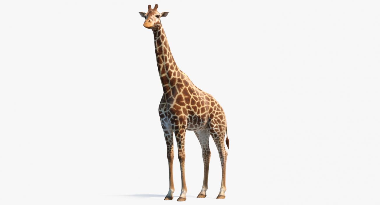 African Giraffe Standing Pose 3D model