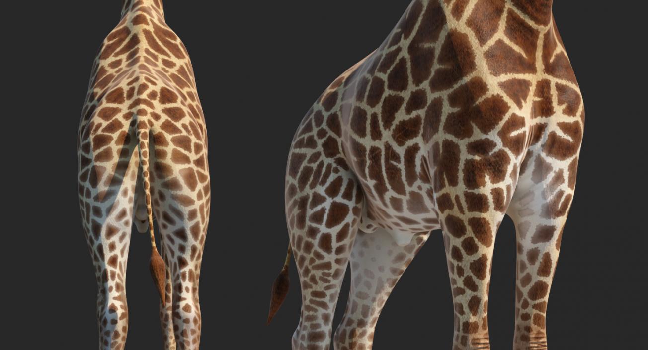 African Giraffe Standing Pose 3D model