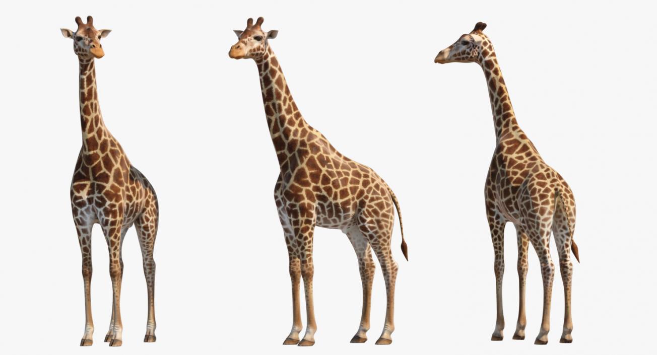 African Giraffe Standing Pose 3D model